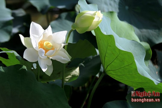 Ngắm đầm sen trắng giữa thành Vinh