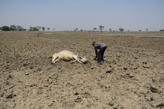 Nắng nóng kỷ lục ở Ấn Độ, bò ngất lịm trên ruộng