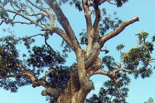 Nghệ An: Cây trôi hơn 400 trăm năm được công nhận di tích lịch sử văn hóa