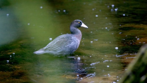 Bắn một con vịt, du khách phải nộp phạt 10.000 USD