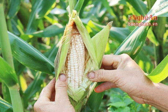 Anh Sơn trồng ngô nếp thu 40 triệu đồng/ha