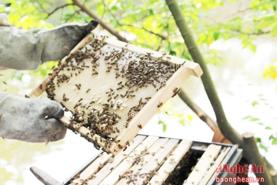 Nuôi ong chúa lấy sữa thu nhập 250 triệu đồng/năm ở Nghệ An