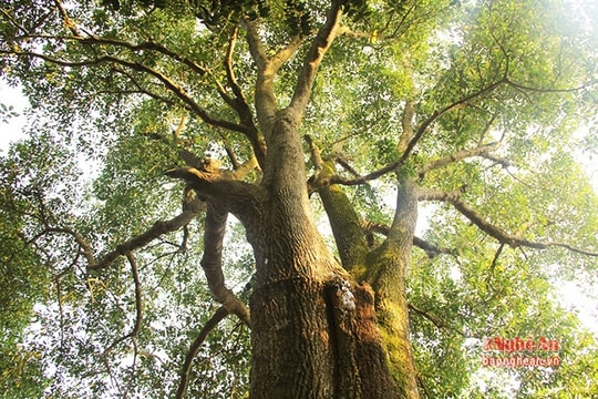 Quần thể cây cổ thụ gần 700 năm tuổi trong khuôn viên đền thờ ở Nghệ An