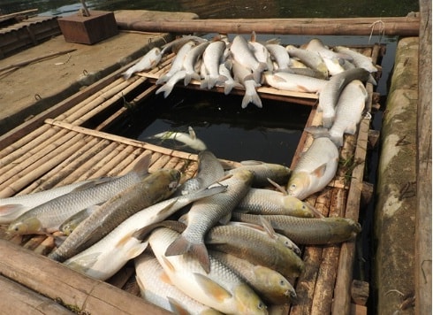 Tỉnh Thanh Hóa đề nghị khởi tố hình sự vụ việc gây cá chết hàng loạt trên sông