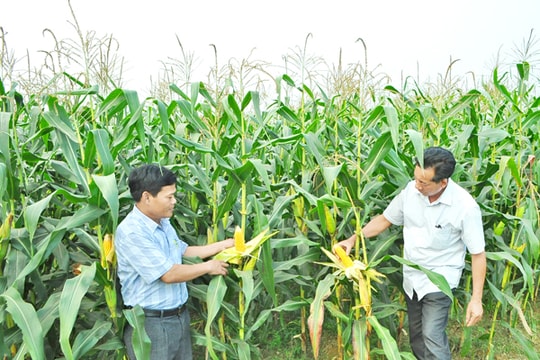 Cây ngô biến đổi gen nâng giá trị đất bãi