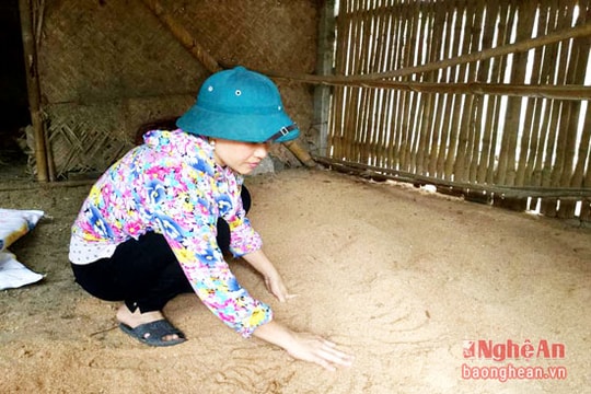 Nuôi gà bằng đệm lót sinh học thu nhập 350 triệu đồng/năm