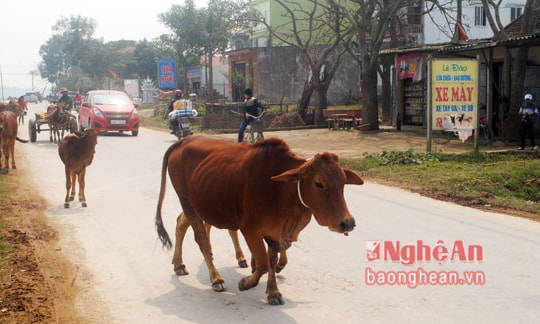 Nghệ An: Trâu bò diễu hành trên quốc lộ