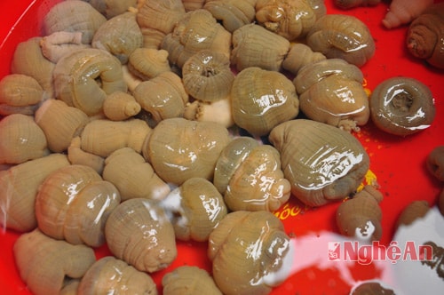 Độc đáo hải sâm ở biển Nghệ An