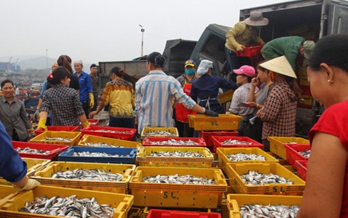 Công bố kết quả xét nghiệm các mẫu hải sản ở các tỉnh miền Trung