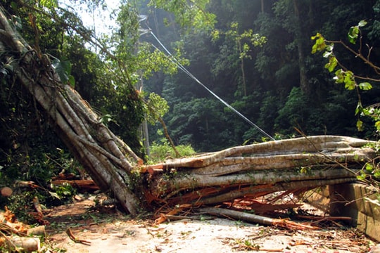 Nghệ An: Lốc xoáy làm đổ cây cối, mất điện cục bộ ở Kỳ Sơn