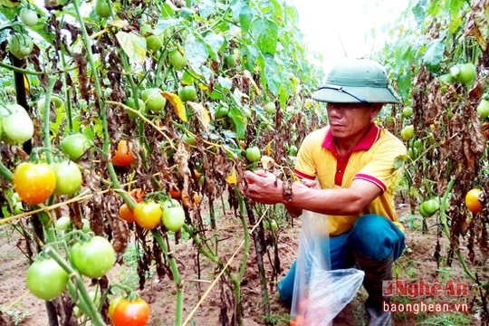 Nghệ An: Sản xuất cà chua sạch ghép trên gốc cà tím