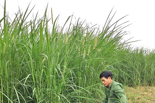 Người giáo dân tận tụy với 36 năm làm trưởng xóm