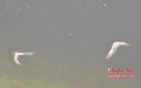 Quỳnh Lưu: Tôm chết hàng loạt do bệnh đốm trắng