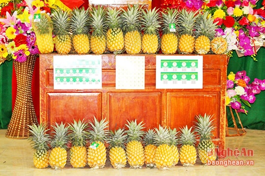 Dứa Quỳnh Lưu được bảo hộ nhãn hiệu tập thể