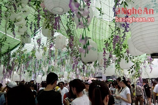 Lễ hội Hoa tử đằng gây thất vọng