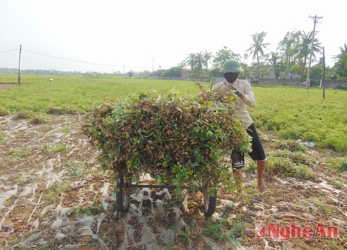 Mỗi ha lạc, nông dân Quỳnh Lưu thua lỗ 16 triệu đồng