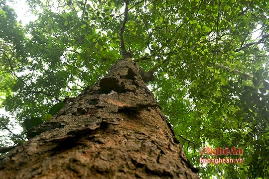 Rừng lim cổ thụ hơn 2.000 gốc giữa quê lúa ở Nghệ An