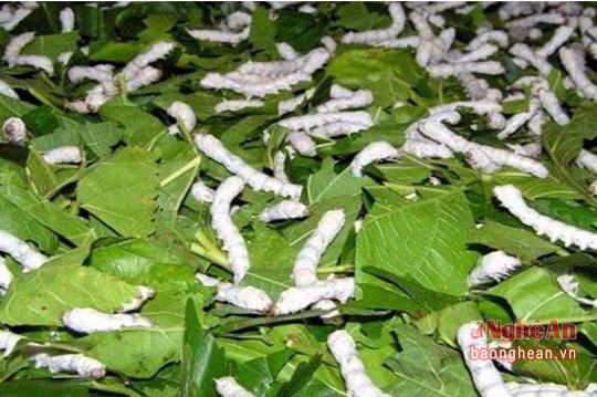 Nghề nuôi tằm làm thực phẩm ở Nghệ An
