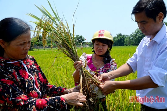 Rầy nâu phá hoại lúa đông xuân ở Anh Sơn