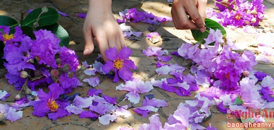 Nao lòng sắc tím bằng lăng