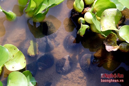 Độc đáo nghề nuôi ốc bươu đen ở Nghệ An