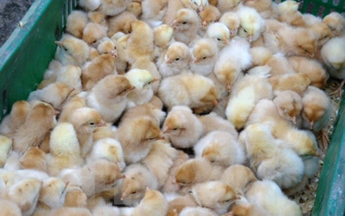 Cục Thú y chưa hề đề xuất nhập gà giống từ Trung Quốc