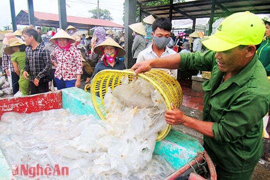 Sứa Nghệ An xuất khẩu sang Hàn Quốc, Thái Lan