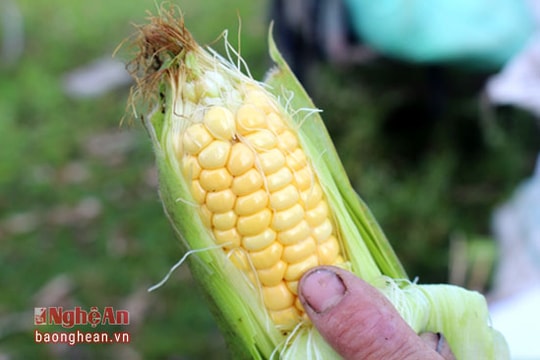 Trồng ngô ngọt Thái Lan thu nhập cao ở Quỳnh Lưu