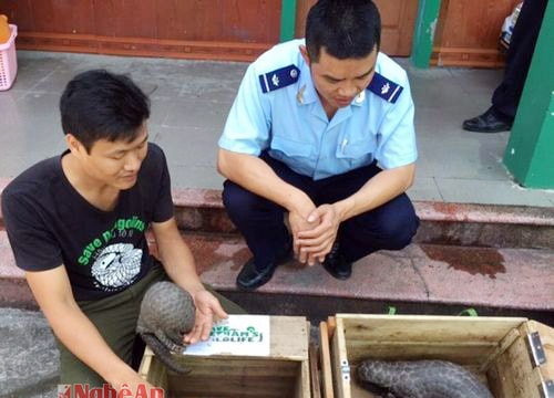 Mua tê tê từ Lào về Việt Nam bán kiếm lời