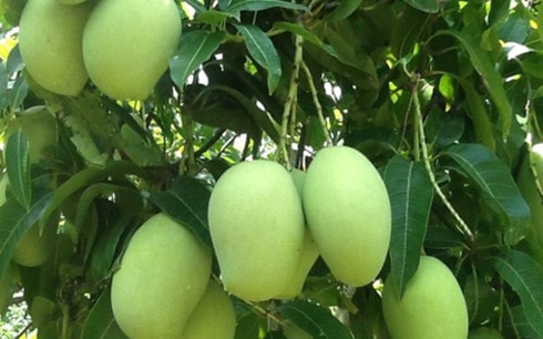 Xoài, vú sữa Việt Nam sắp được nhập vào Mỹ