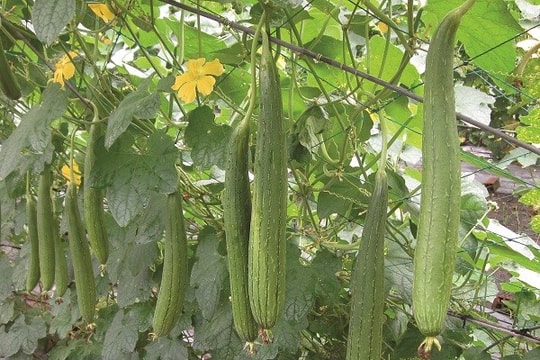 Cách trị bệnh từ mướp