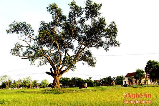 Thân thương đa làng ven đô