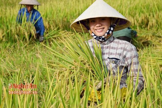 Nghệ An: Nông dân 'chạy đua' với vụ hè thu