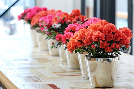 Làm đẹp nhà bằng 10 loại cây này nhất định phải biết đến tác hại của nó