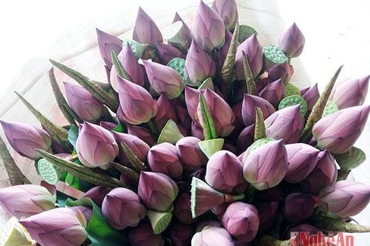 Nông dân Nghi Thạch thu 1 tỷ đồng nhờ trồng sen bán hoa