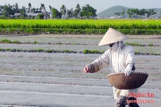 Các địa phương khẩn trương xuống giống hè thu