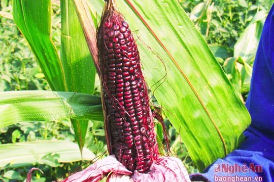 Ngô nếp quê ra phố