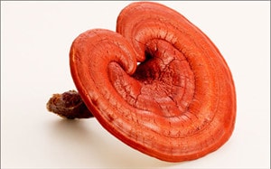 Lợi ích từ linh chi tốt cho sức khỏe mà bạn chưa biết