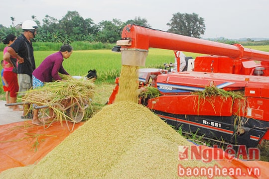 Nghệ An: Bội thu mùa lúa đông xuân