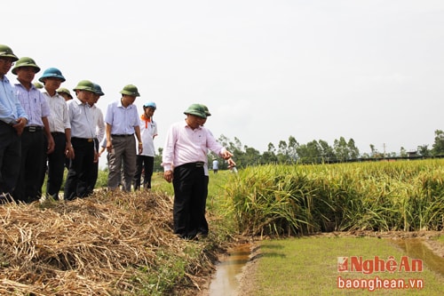 Thu hoạch nhanh lúa vụ xuân, kịp thời sản xuất vụ hè thu