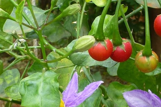 Nghệ An: Thảo dược quý từ rừng về vườn cho lãi 'khủng'