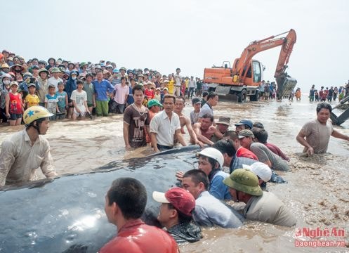 [Trả lời bạn đọc] Cá voi dạt vào bờ biển phải xử lý như thế nào?