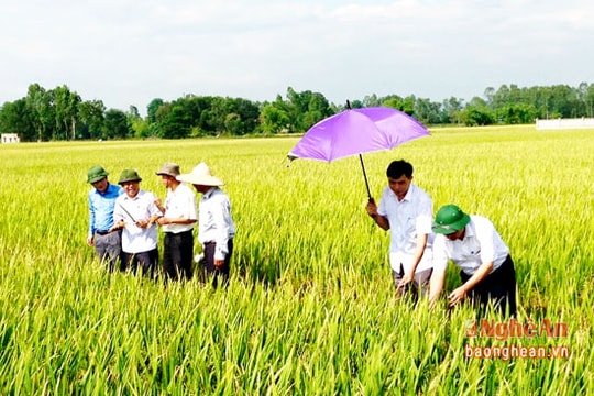 Giống lúa thuần Vật tư-NA 6 trồng ở Nghi Lộc ước đạt 7,8 tấn/ha