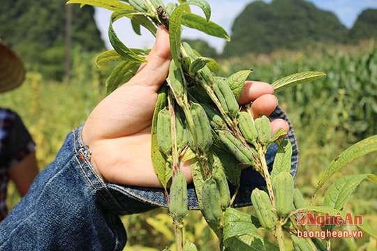 Vừng đen chống hạn đạt giá trị cao trên đất lúa thiếu nước