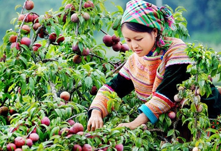Lên Mộc Châu hái mận chín đỏ rực ngày hè