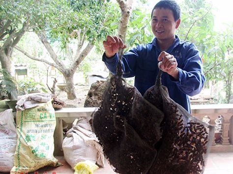Từ tỉnh Phú Thọ vào Nghệ An 'săn' ong đất thu hàng chục triệu đồng
