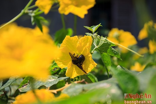 Làng mướp Văn Lang rực sắc vàng