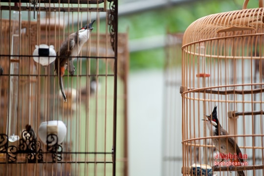 Chơi chim: Thú chơi dành cho người 'giàu'