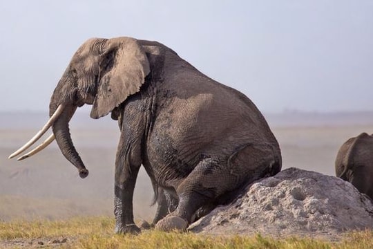 Bật cười xem những chú voi khổ sở gãi ngứa