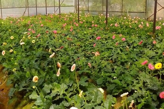 Những vấp ngã trong khởi nghiệp nông nghiệp